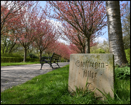 Stein mit der Aufschrift "Stoffregen-Allee" und Zierkirschen