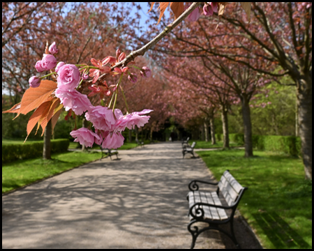 Blüte einer Zierkirsche einer Allee und eine Sitzbank