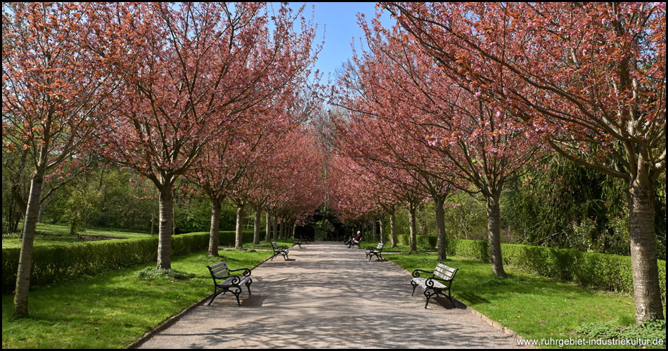 Die Stoffregen-Allee, Zierkirschen-Allee im Rombergpark Dortmund