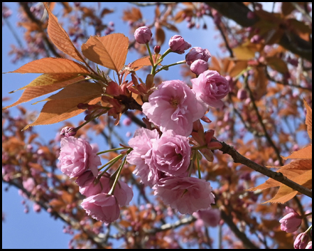 Blüte einer Zierkirsche im Detail