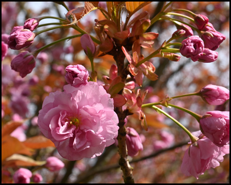 Blüte einer Zierkirsche im Detail