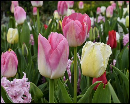 Rosafarbene und gelbe Tulpen