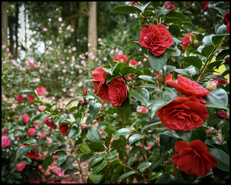 Kamelien-Wald im Rombergpark