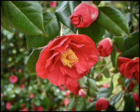 Blüte einer Kamelie 