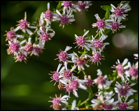 Blumenblüten in mittlerer Nahaufnahme