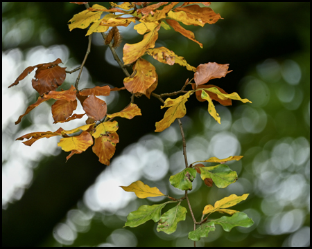 Bunte Buchenblätter im Herbst