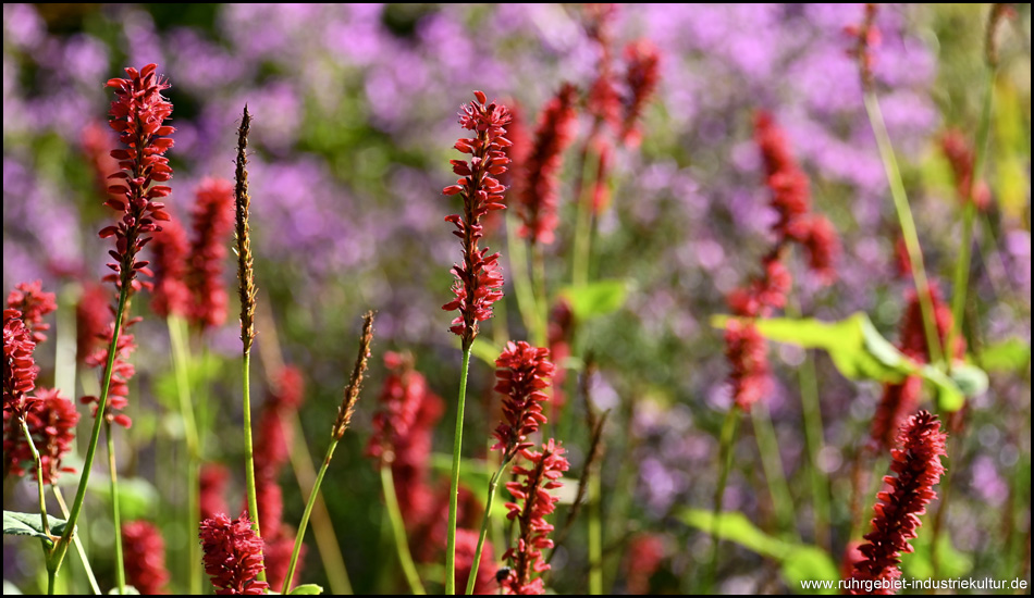 Blüten von zwei Stauden im Staudengarten vom Rombergpark Dortmund