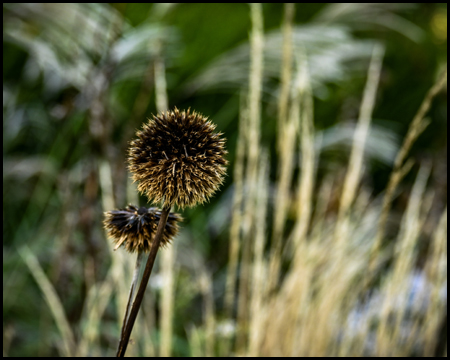 Distel