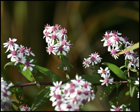 rosa-weiße Blüten