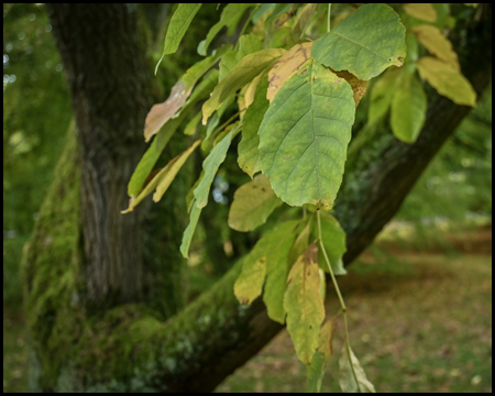 Grün-gelbe  Blätter am Baum