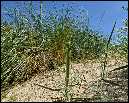 Strandhafer auf einer Düne