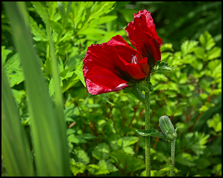 Dunkelrote Mohnblume zwischen grünen Stauden