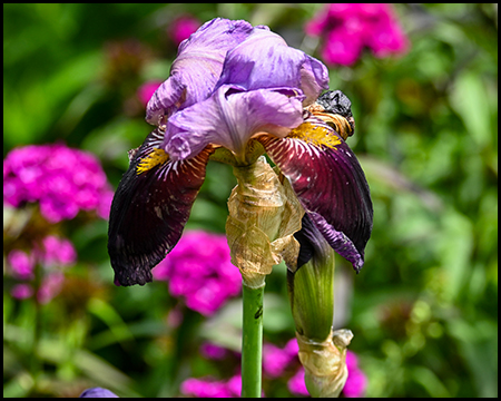 Eine Lilie mit lilafarbener Blüte vor pinkfarbenen Flammenblumen