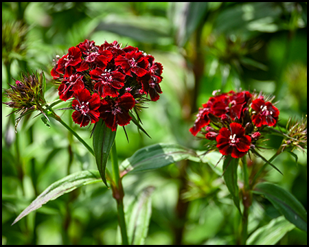 Rote Flammenblumen mit zwei prächtigen Blüten vor grünem Hintergrund