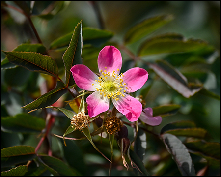 rosafarbene Wildrose