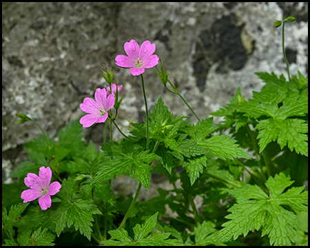 pinkfarbene kleine Blüten vor einem Felsen