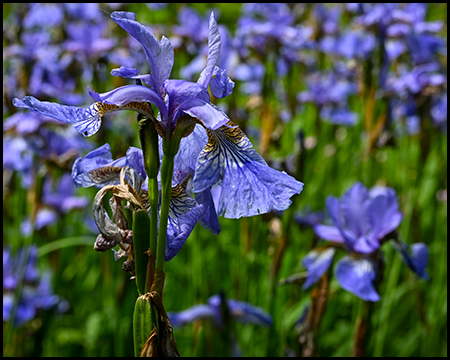 blaue Iris vor unscharfem Feld von weiteren Iris-Blumen