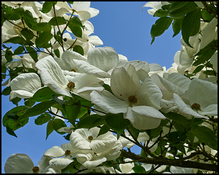 Blüten eines Hartriegels