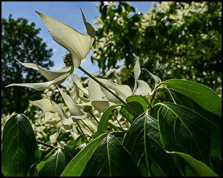 Blüten eines Hartriegels