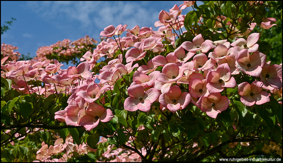 Viele rosafarbene geöffnete Blüten eines Hartriegels
