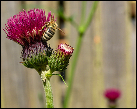 Distel-Kopf mit Wildbiene