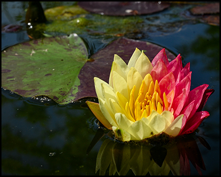 eine gelb-rote Blüte einer Seerose, dahinter ein grün-rotes Blatt