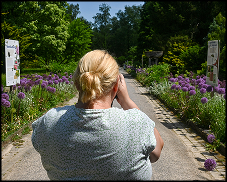 Eine Frau fotografiert einen Weg, der von Zierlauch eingerahmt ist