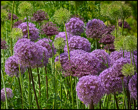 Viele Blütenköpfe von Zierlauch in lila und weiß. Die weißen sind fast verblüht.