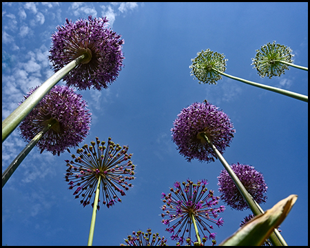 Blick aus der Froschperspektive in den Himmel mit Blüten von Zierlauch