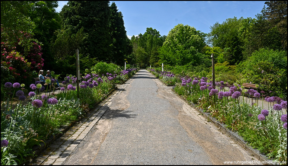 Eine Allee mit Zierlauch rechts und links