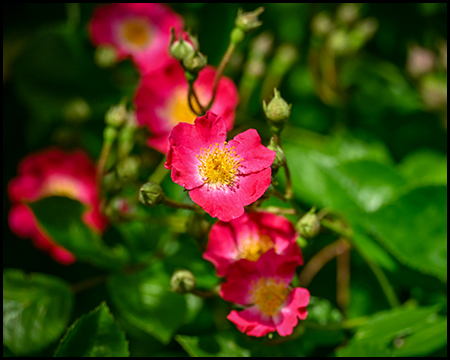 pinkfarbene Wildrosenblüten