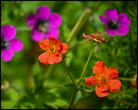Rote Blüten und lilafarbene Stauden im Hintergrund