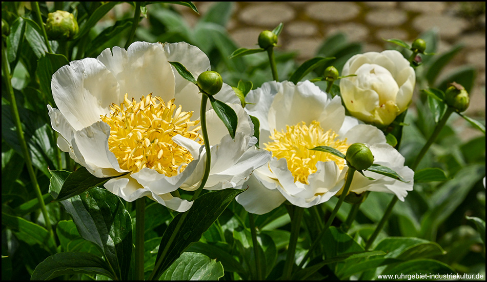 große geöffnete Blüten der Pfingstrose mit weißen Kelchblättern und gelben Stempeln