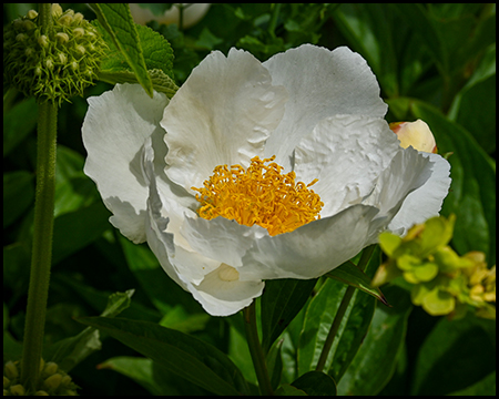 Einzelne Blüte einer weißen Pfingstrose