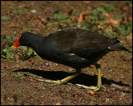 Teichhuhn oder Teichralle