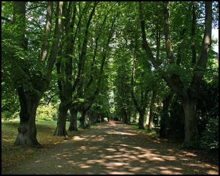 Prachtvolle Linden-Allee von 1822 im Rombergpark