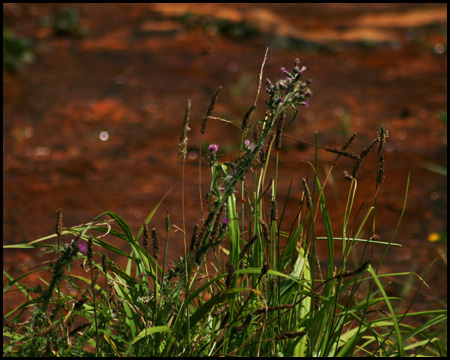 Gräser vor rotgefärbtem Bachbett