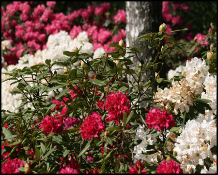 Rhododendrenblüte im Rombergpark