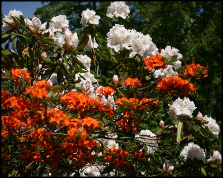 Rhododendrenblüte im Rombergpark