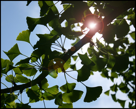 Asiatischer Ginkgo-Baum