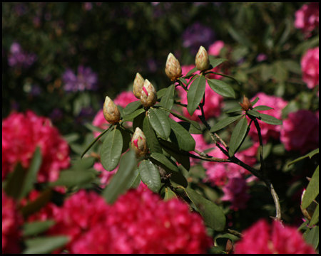 Rhododendrenblüte im Rombergpark