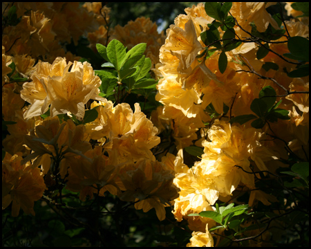 Rhododendrenblüte im Rombergpark