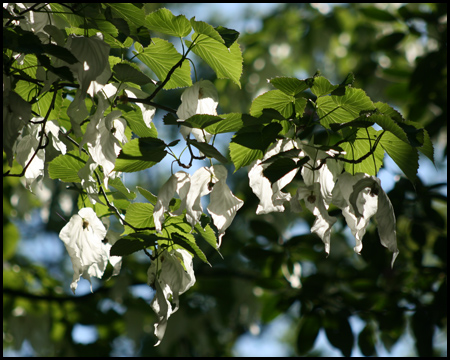 Die Form der Blüten gibt ihm den Namen »Taschentuchbaum«