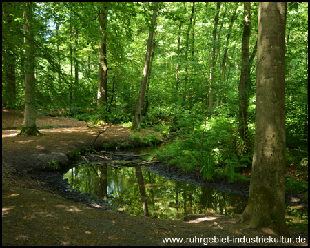 Auf dem Rotbach-Wanderweg am Bach entlang