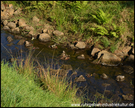 Bewachsenes Ufer des Bachs