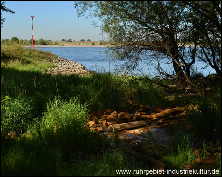 Mündung des Rotbachs in den Rhein