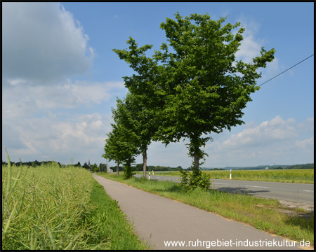 Im Osterfeld von Fröndenberg Richtung Halingen