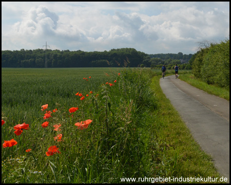 Mohnblumen am Wegesrand (Blick zurück)