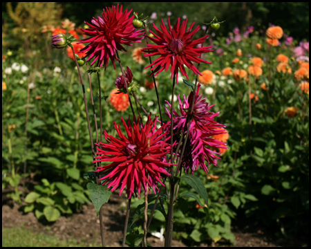 Dahlie im Botanischen Garten