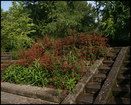 Begrünte Waschbetontreppen mit Fuchsien als Blütenschmuck